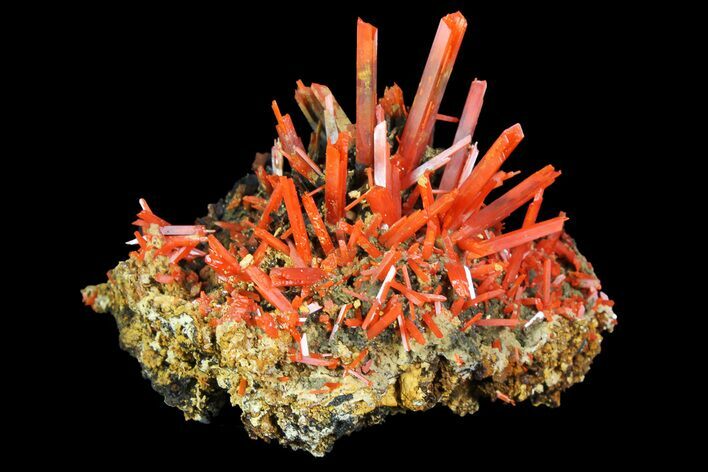 Bright Orange Crocoite Crystal Cluster - Tasmania #171687